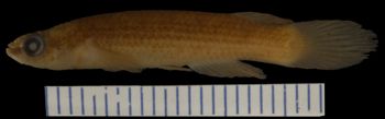 Media type: image; Ichthyology 31580